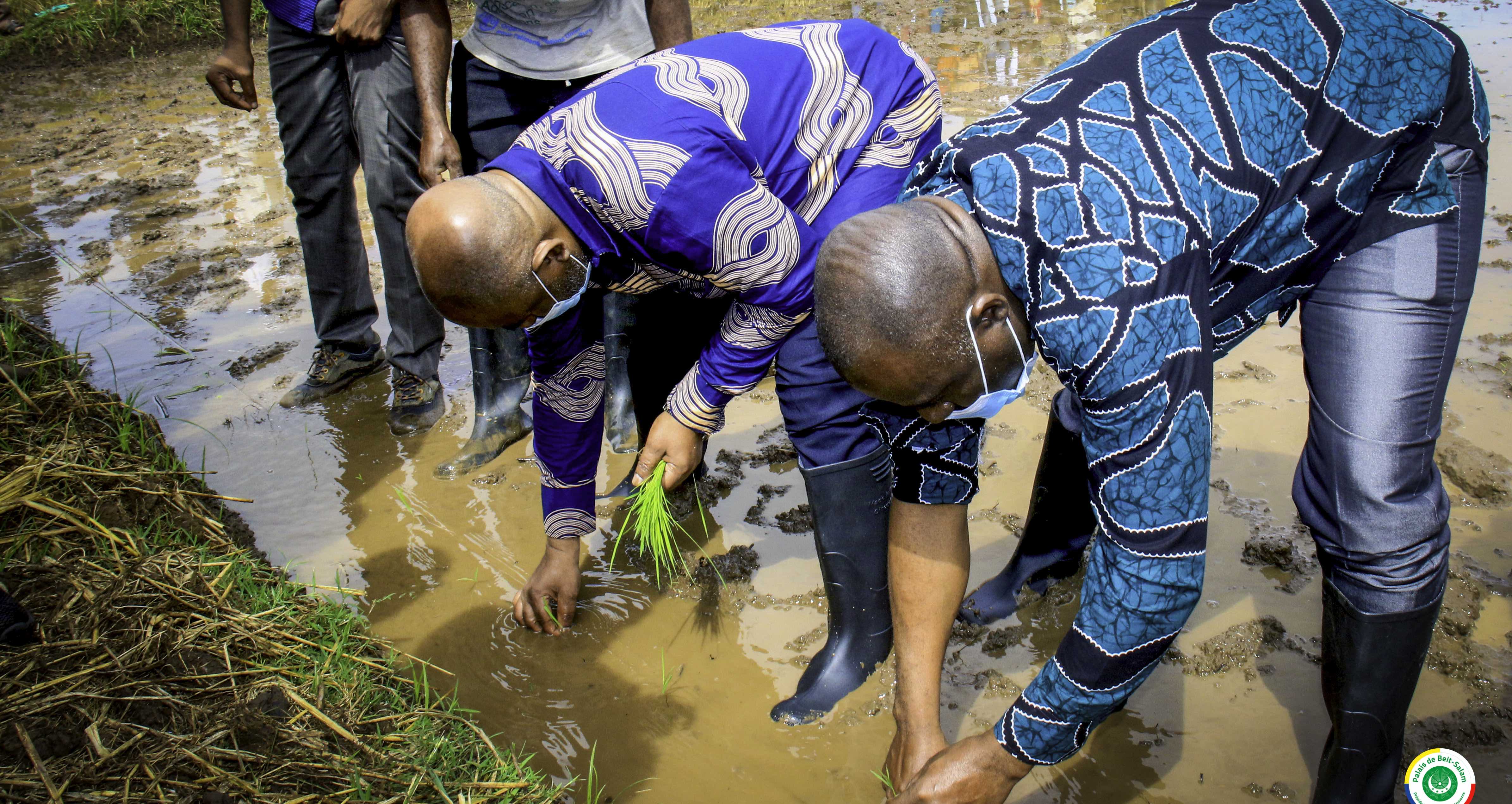 Le Président de la République à la rencontre du monde rural mohélien : les rizières de Ndrondroni